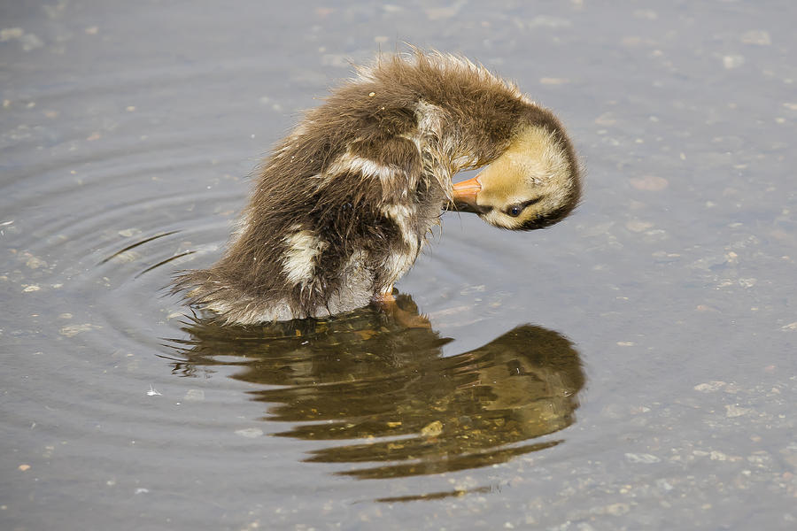 Duck Photograph - Bath Time by Windy Corduroy