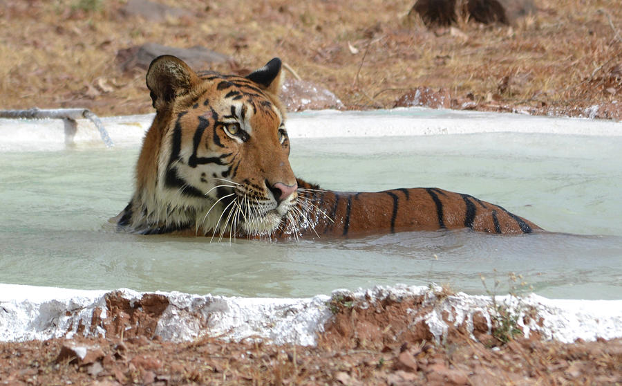 Wildlife Photograph - Bath Tub  by Devendra Dube