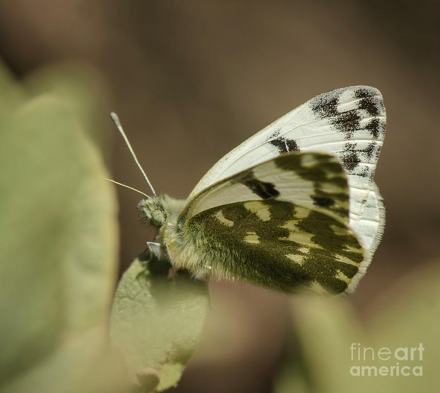 Bath White, Pontia daplidice, butterfly in sun. Photograph by Perry Van Munster