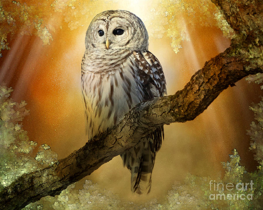 Owl Photograph - Bathed in light  by Heather King