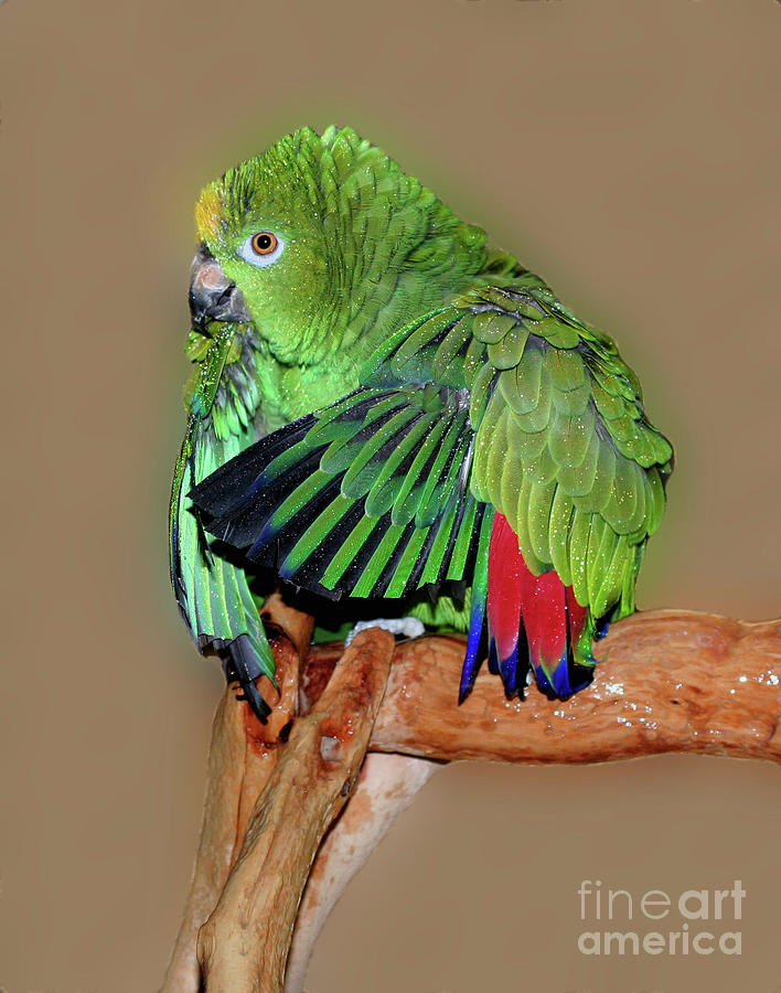 Bathing Beauty Amazon Parrot Photograph by Smilin Eyes Treasures