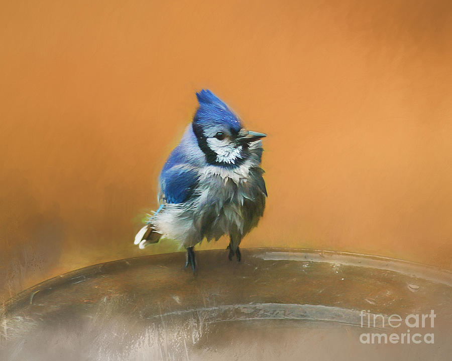 Bathing Blue Jay Photograph by Clare VanderVeen