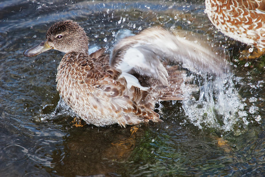 Bathing Duck Photograph by Arthur Dodd