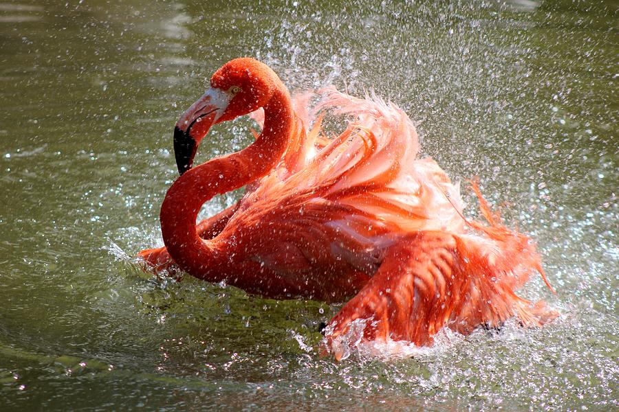 Bathing Flamingo Photograph by Mesa Teresita