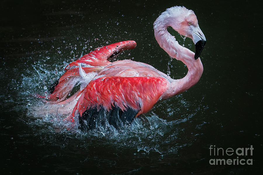 Bathing Flamingo Photograph by Sonya Lang