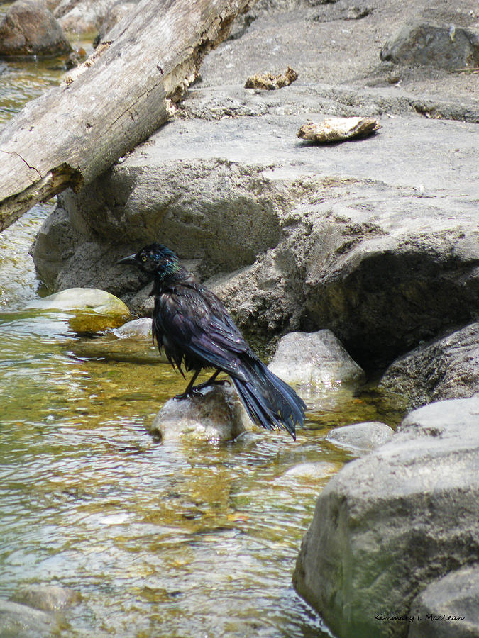 Bathing Grackle Photograph by Kimmary MacLean