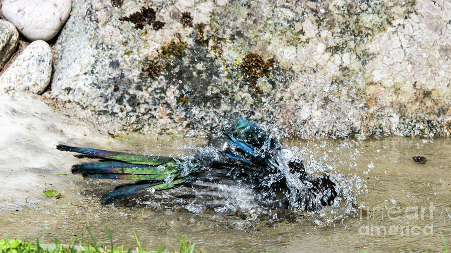 Bathing Magpie Photograph by Torbjorn Swenelius