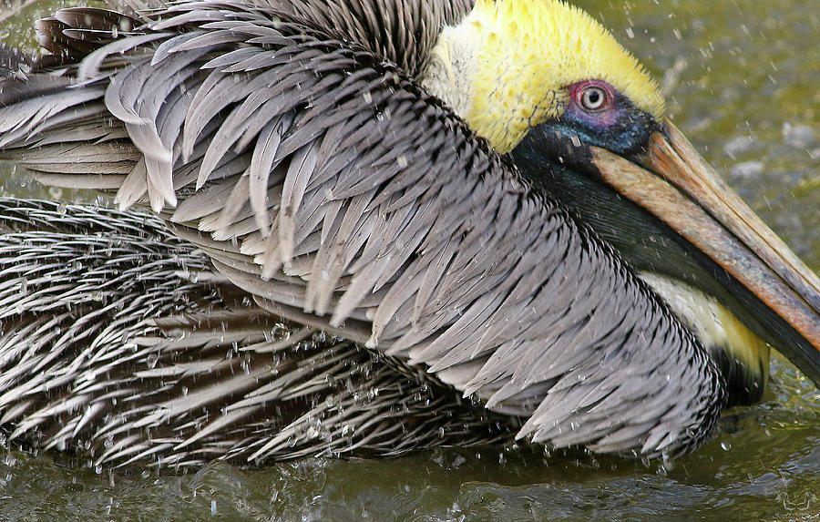 Nature Photograph - Bathing Pelican by Scott Helfrich