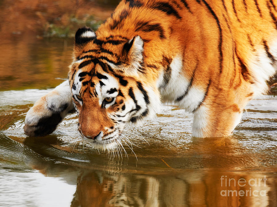 Bathing Siberian tiger Photograph by Nick  Biemans