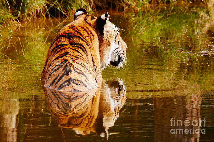Bathing tiger Photograph by Nick  Biemans