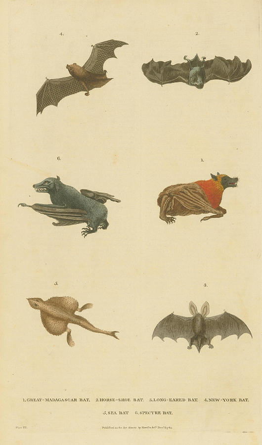 Bats and a fish Painting by Celestial Images