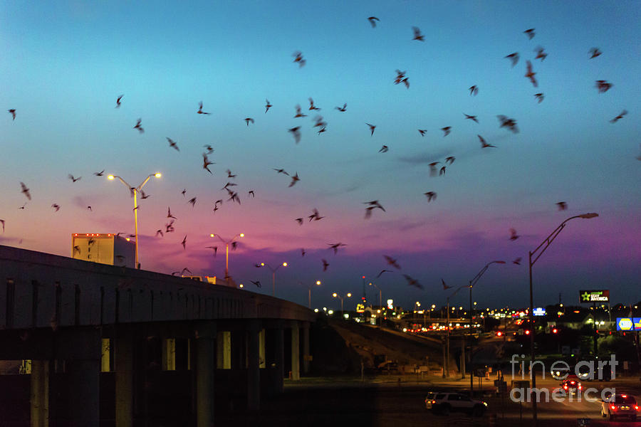 Bat Photograph - Bats At The McNeil I-35 Bridge in Round Rock, Texas drop out and by Dan Herron