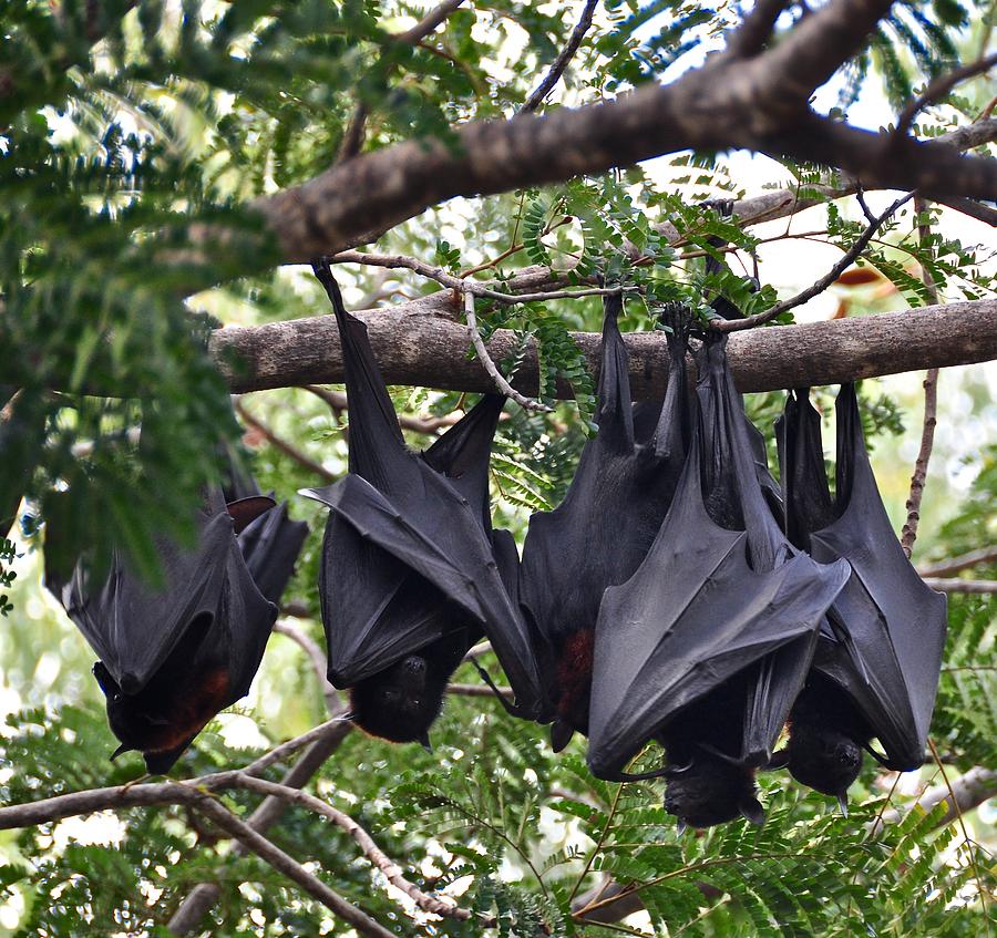 Bats Hanging Out Photograph by Csilla Florida