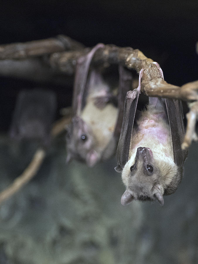 Bats Hanging Out Photograph by Paul Ross