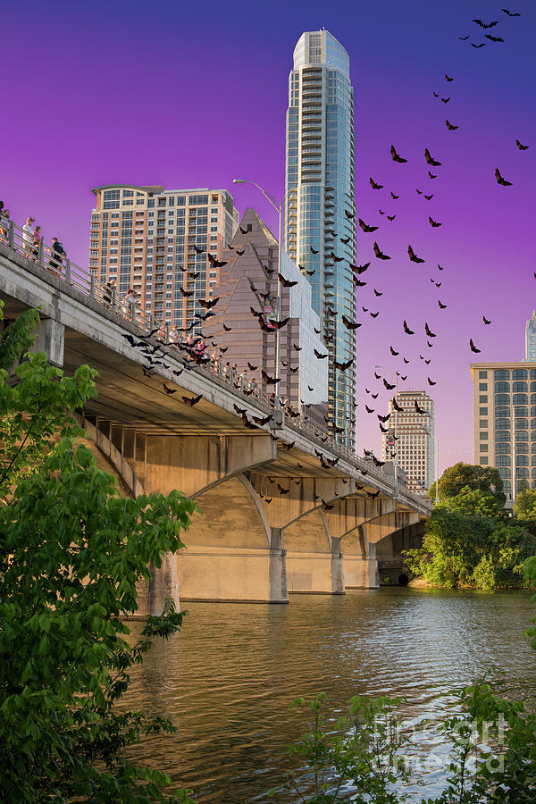 Austin Photograph - Bats over Austin by Juli Scalzi
