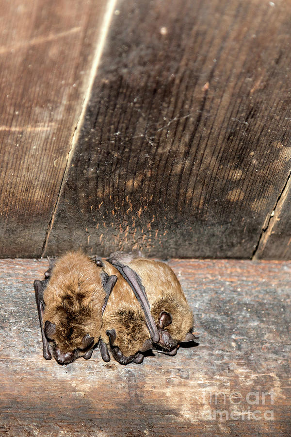 Bats sleeping in the rafters Photograph by Rodney Cammauf