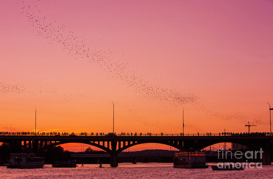 Bats take flight during a vivid purple and orange sunset as Riverboat Bat Watching Cruises look on Photograph by Dan Herron