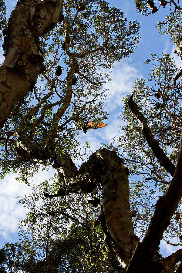 Tree Photograph - Bats Trees by Miroslava Jurcik