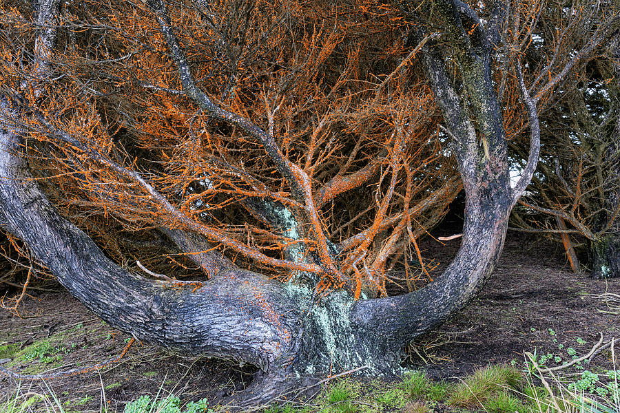 Battered Cypress with Orange Alga Photograph by Kathleen Bishop