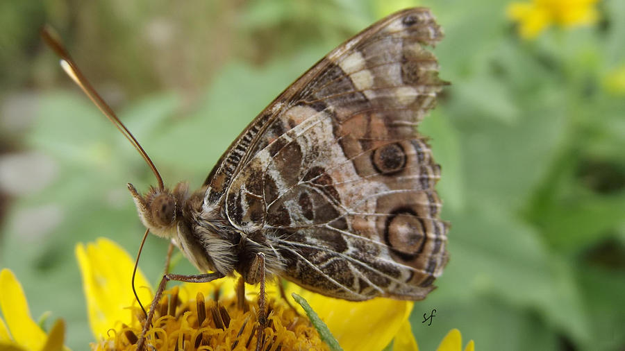 Battered Tattered Butterfly Photograph by Shelli Fitzpatrick