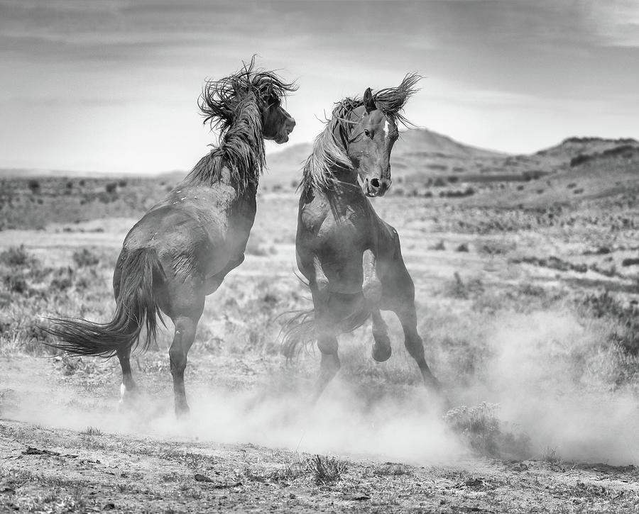 Battle  Black and White  Photograph by Darlene Smith