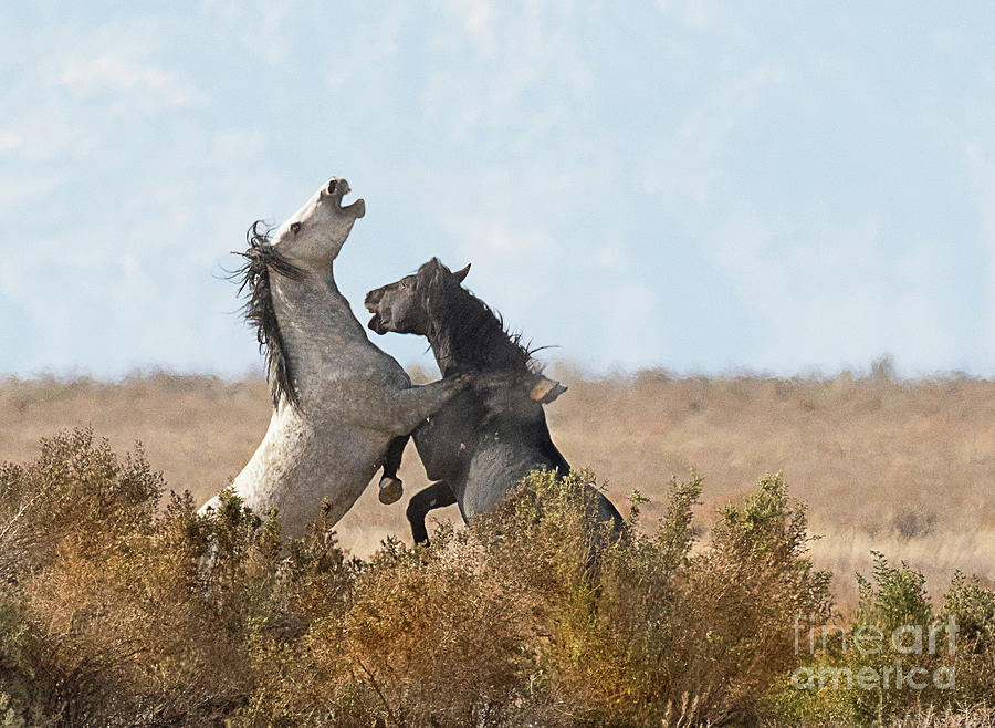 Nature Photograph - Battle in the Bush by Dennis Hammer