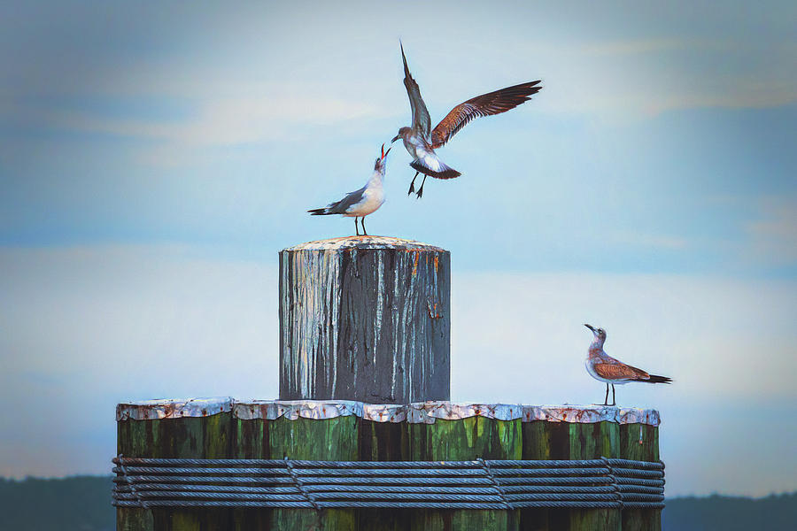 Battle of the Gulls Photograph by Cindy Lark Hartman