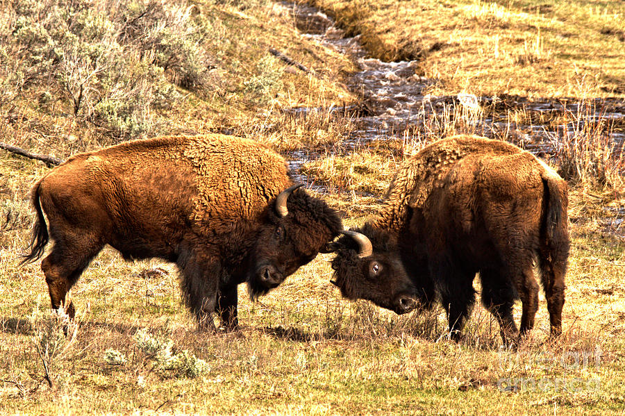 Battle Of The Lamar Valley Bison Photograph by Adam Jewell
