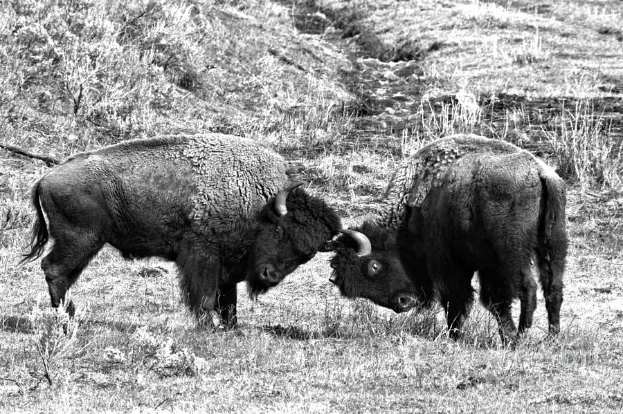 Battle Of The Lamar Valley Bison Black And White Photograph by Adam Jewell