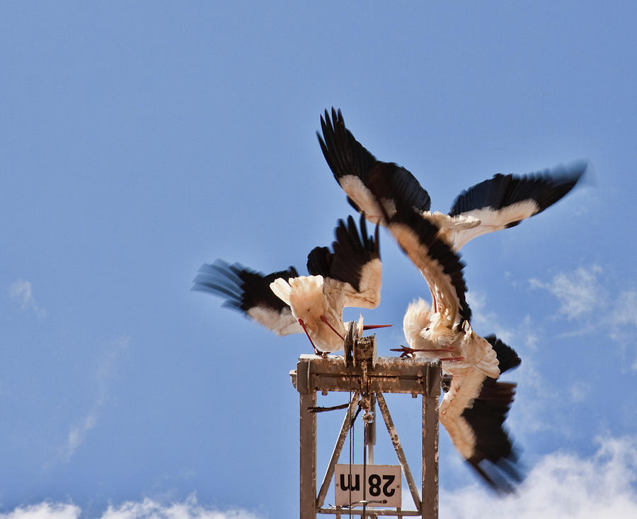 Battle of the storks Photograph by Tatiana Travelways