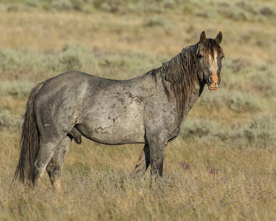 Mustang Photograph - Battle Scarred Gray Stallion by Lois Lake