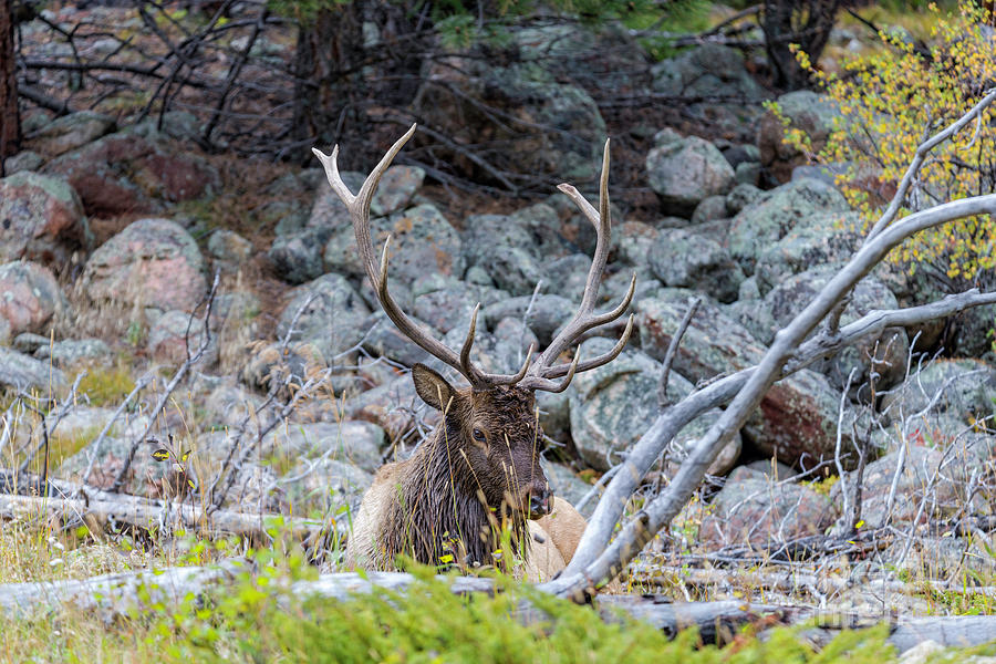 Battle Scars by Bitter Buffalo Photography Battle Scars by Bitter Buffalo Photography