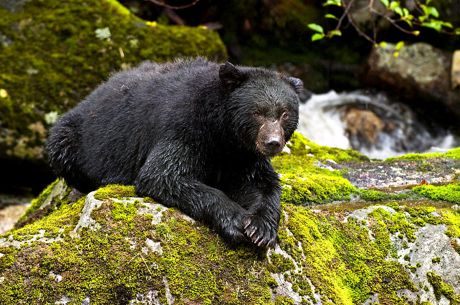 Battle worn black bear Photograph by Melody Watson Battle worn black bear Photograph by Melody Watson
