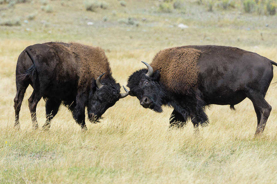 Battling Bison Photograph by Mark Little