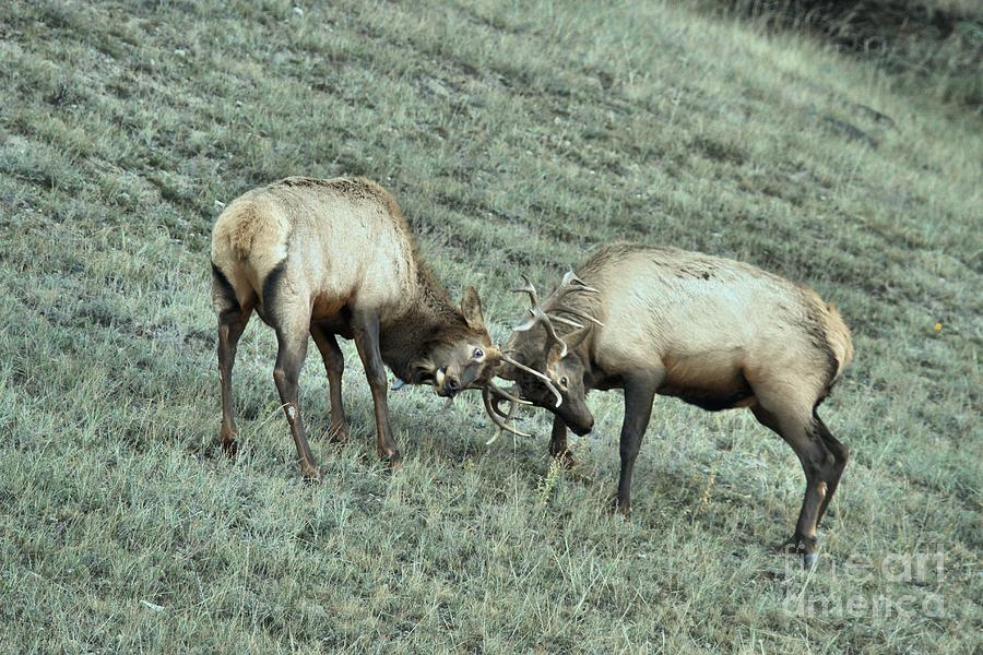 Battling Elk Photograph by Adam Jewell
