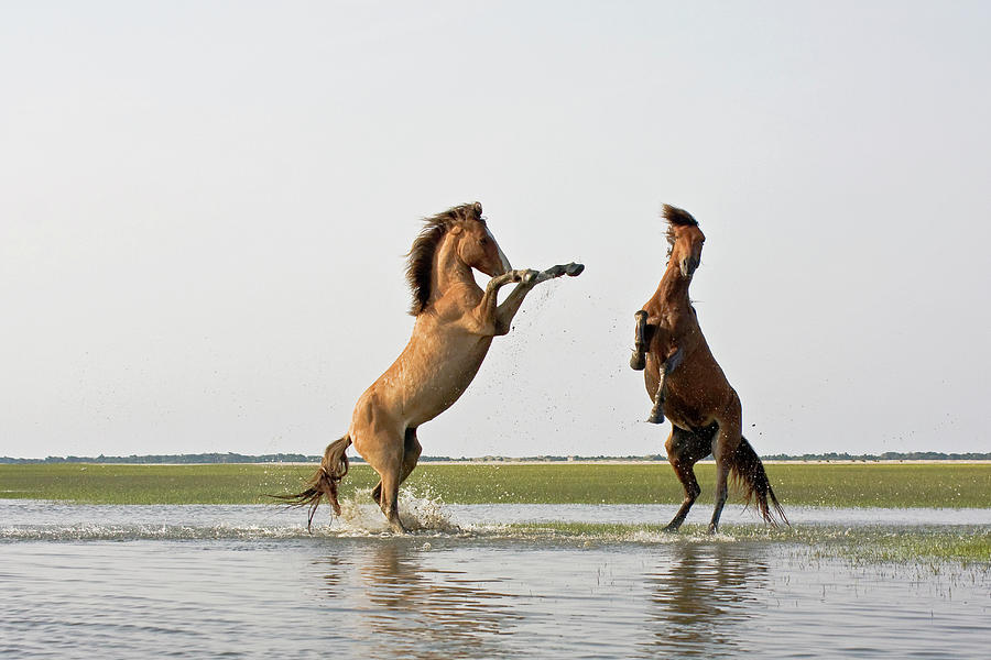 Horse Photograph - Battling Mustangs by Bob Decker