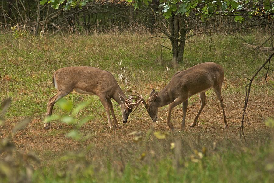 Battling Whitetails 0102 Photograph by Michael Peychich