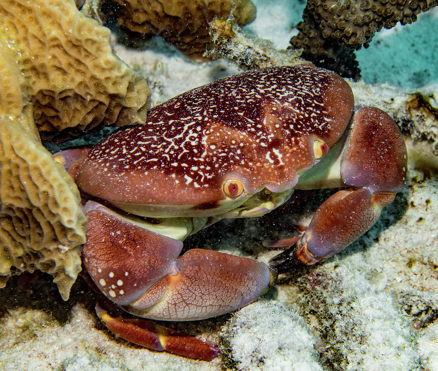 Batwing Coral Crab Photograph by Jean Noren