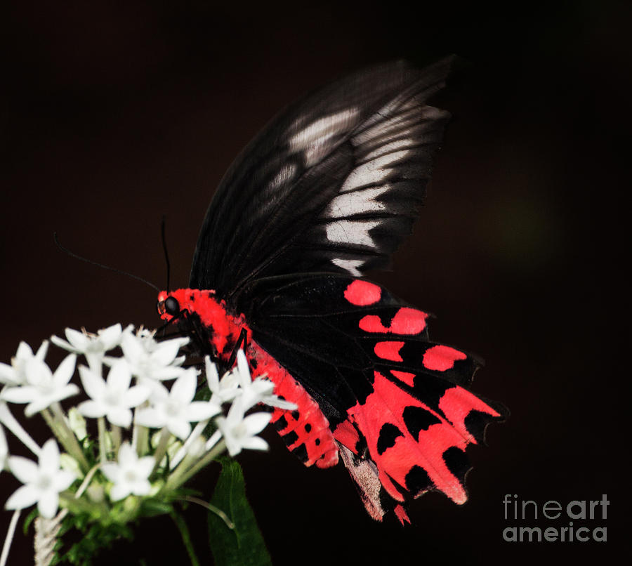 Batwing butterfly on white flowers Photograph by Ruth Jolly