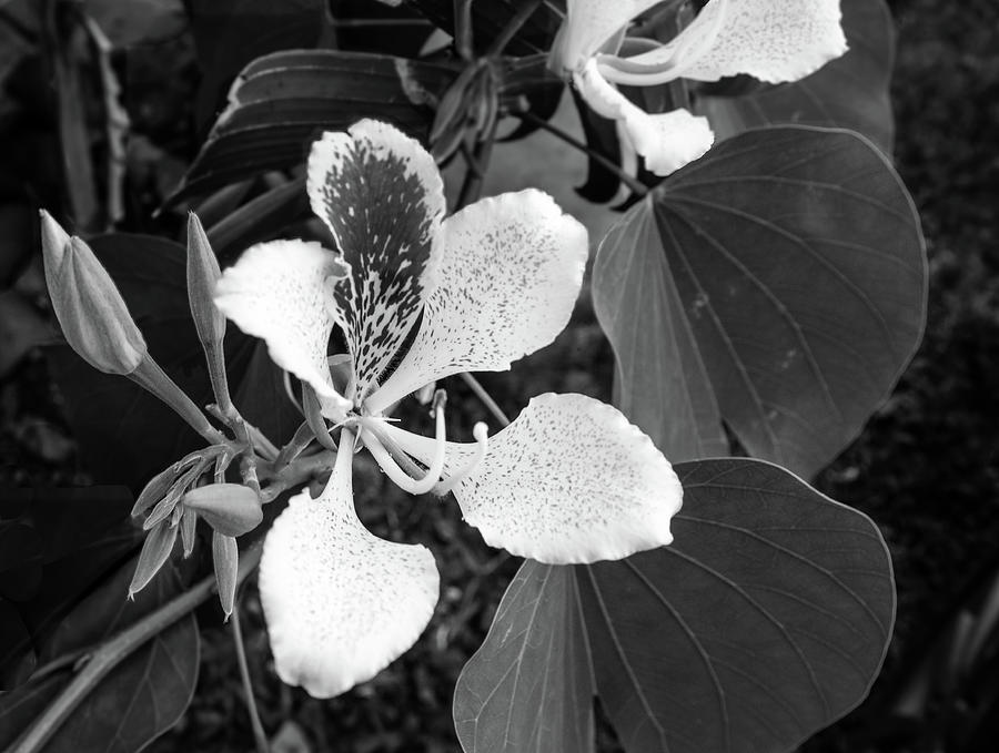 Bauhinia Tree Orchid in Black and White Photograph by Norma Brandsberg