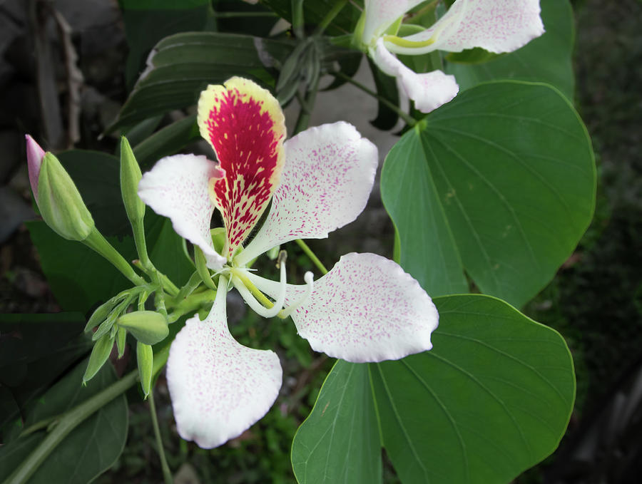 Bauhinia Tree Orchid Photograph