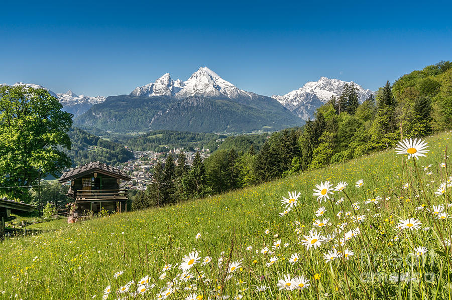 Bavarian Alps with beautiful flowers and Watzmann in springtime ...