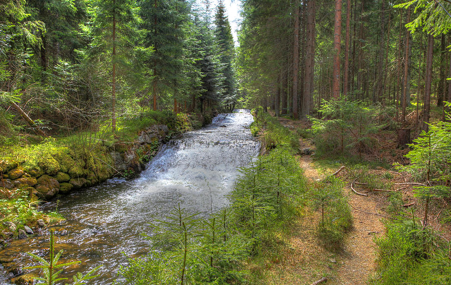 Bavarian Forest Stream Photograph by Sean Allen