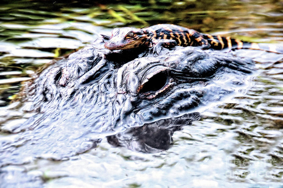 Baby and Mom Alligators Photograph by Elaine Manley