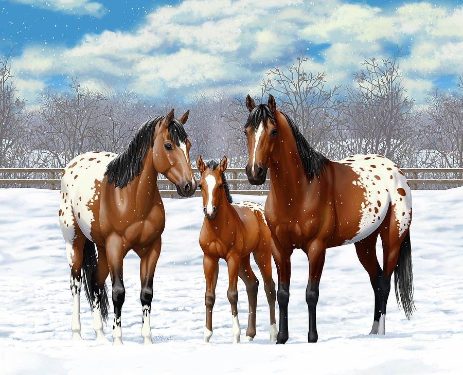 Bay Appaloosa Horses In Winter Pasture Painting by Crista Forest