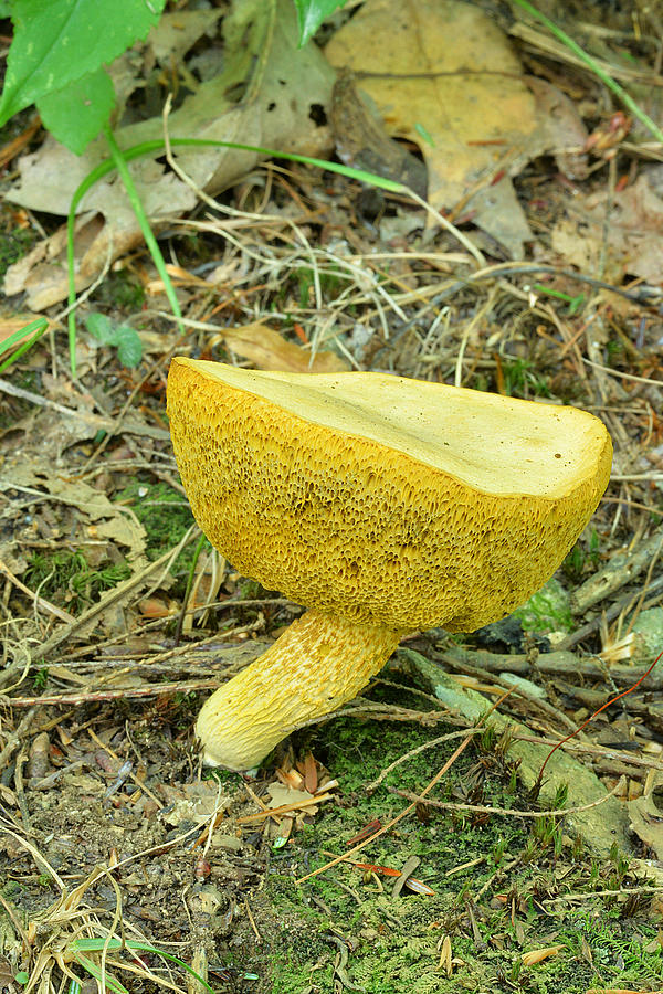 Bay Bolete Fungus Photograph by Alan Lenk