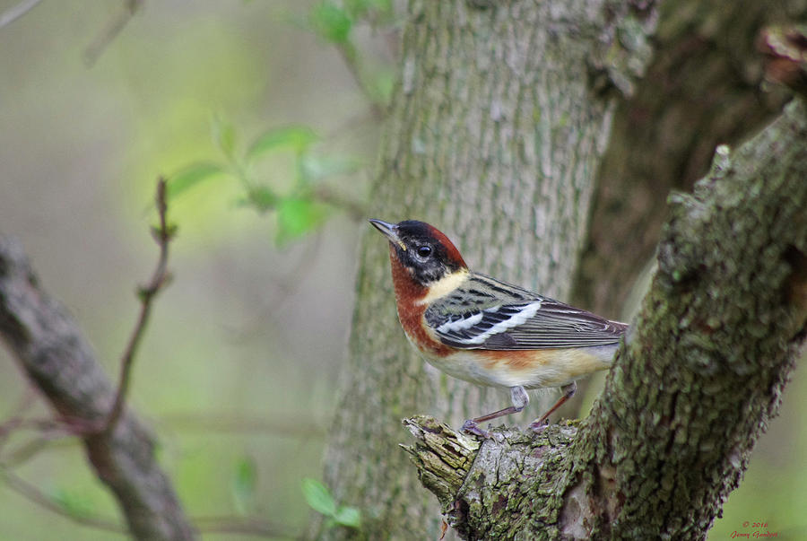 Bay-breasted Warbler Photograph