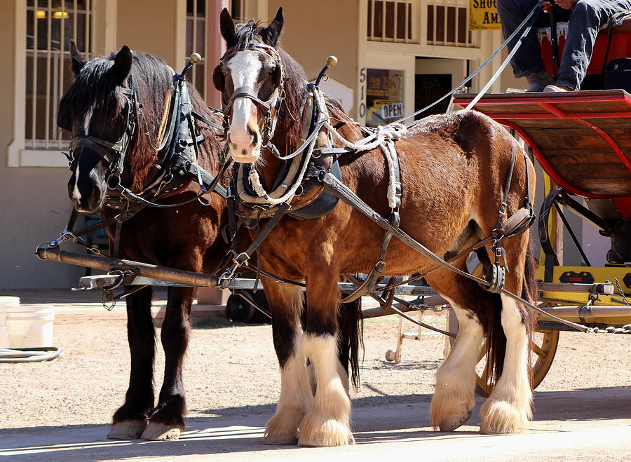 Bay Colored Clydesdale Horses Photograph by Colleen Cornelius