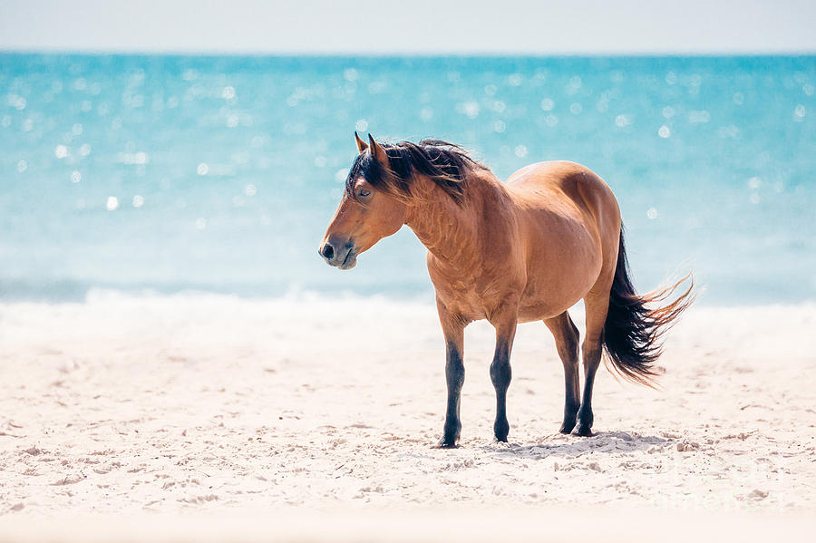 Bay Horse On Beach Photograph