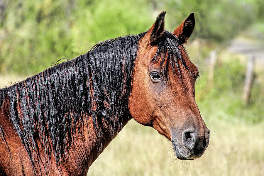 Bay Horse Portrait Photograph by Jennie Marie Schell